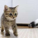 あ、ご飯のニオイがするニャ! - 肉球ドットコム(299.com)