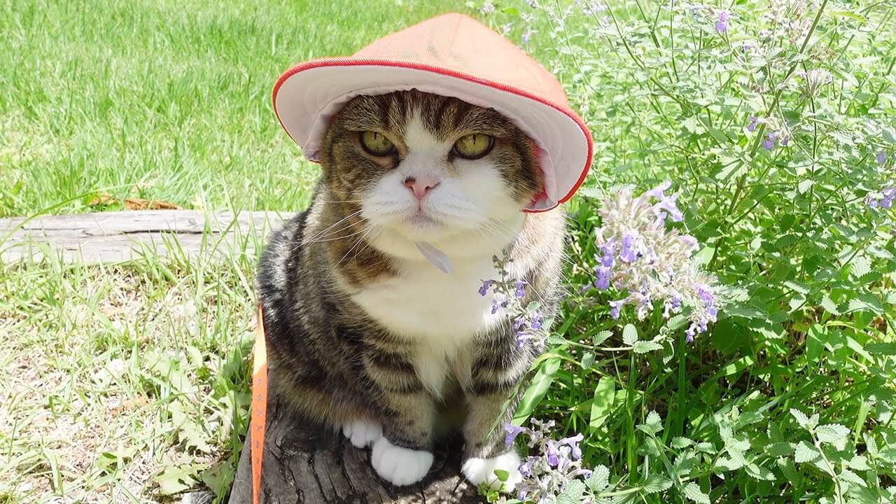 お散歩中の愛猫に赤白防止をかぶせてみた - 肉球ドットコム(299.com)