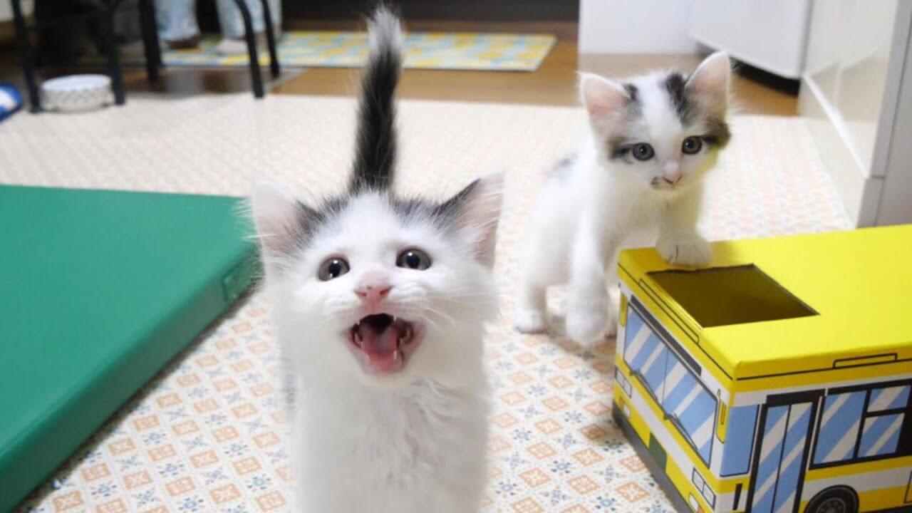 ご飯が待ち遠しい子猫達 - 肉球ドットコム(299.com)