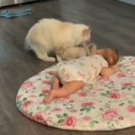 赤ちゃんに子猫を紹介する母猫 - 肉球ドットコム(299.com)