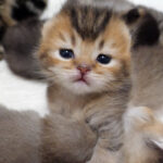 母猫に起こされてもすぐにお昼寝を再開する猫たちの動画 - 肉球ドットコム(299.com)