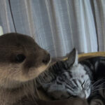 カワウソにされるがままな猫 - 肉球ドットコム(299.com)