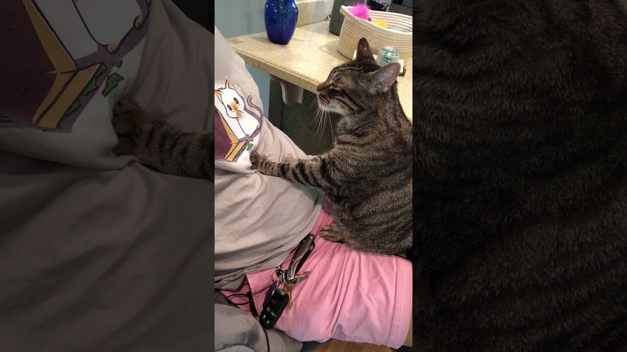 お腹をモミモミマッサージしてあげる猫 - 肉球ドットコム(299.com)