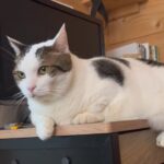 パパさんのいない間にPCデスクで好き勝手する猫 - 肉球ドットコム(299.com)