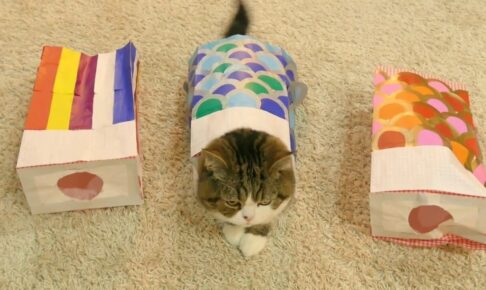 こいのぼりに変身して得意顔なまるちゃん - 肉球ドットコム(299.com)