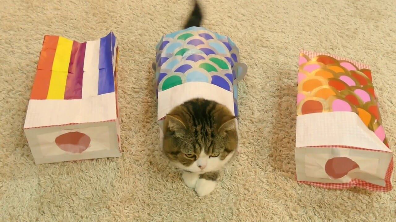 こいのぼりに変身して得意顔なまるちゃん - 肉球ドットコム(299.com)