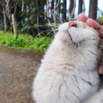 通りがかる人にナデナデしてもらいに出てくる猫さんが可愛い - 肉球ドットコム(299.com)