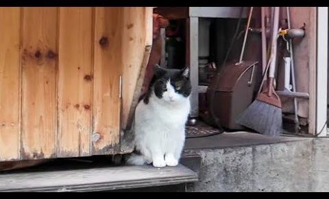 串カツ屋さんの看板猫なハチワレさん - 肉球ドットコム(299.com)