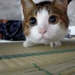 綿帽子が好きすぎる猫 - 肉球ドットコム(299.com)