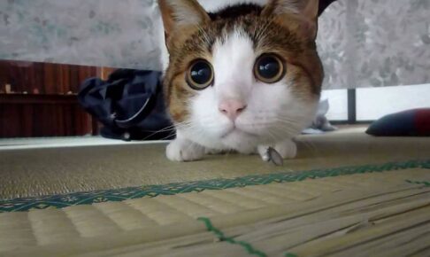 綿帽子が好きすぎる猫 - 肉球ドットコム(299.com)