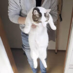 お外を満喫したあとにお風呂に入れられ大騒ぎな豆大福 - 肉球ドットコム(299.com)