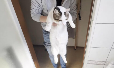 お外を満喫したあとにお風呂に入れられ大騒ぎな豆大福 - 肉球ドットコム(299.com)