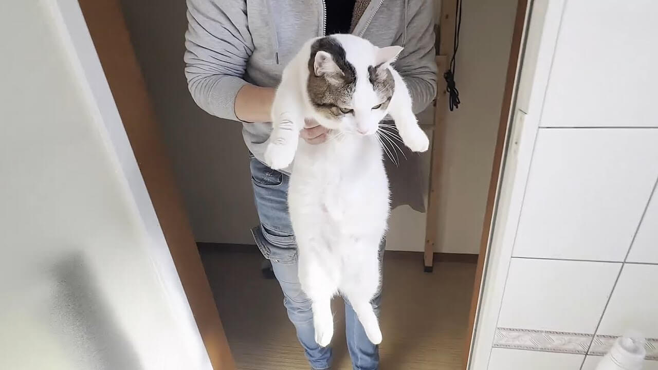 お外を満喫したあとにお風呂に入れられ大騒ぎな豆大福 - 肉球ドットコム(299.com)