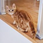 夜中に消える子猫の後をつけてみた - 肉球ドットコム(299.com)