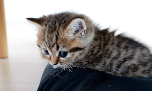 爆睡する妹猫を起こそうとするも失敗した兄猫 - 肉球ドットコム(299.com)