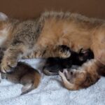 出産後すぐに赤ちゃん猫のお世話に忙しいお母さん猫が神々しすぎる - 肉球ドットコム(299.com)