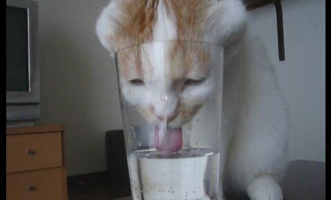 コップに顔を無理やり突っ込んで水を飲む猫 - 肉球ドットコム(299.com)