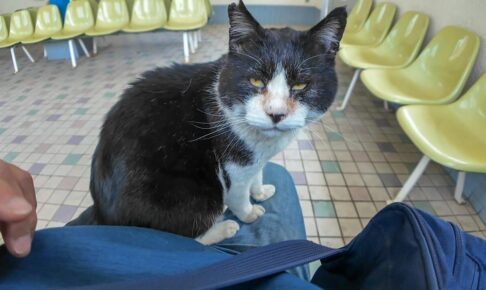 フェリーの待合室の猫はスーパーフレンドリーです - 肉球ドットコム(299.com)