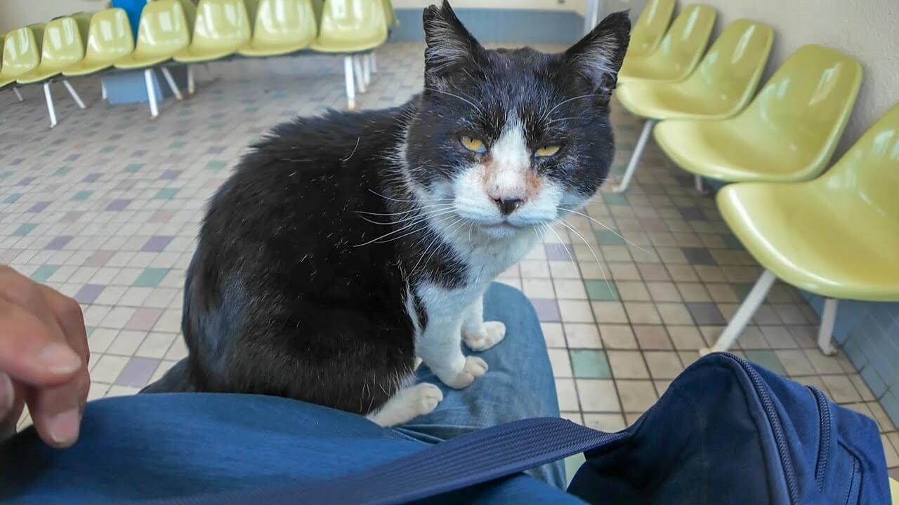 フェリーの待合室の猫はスーパーフレンドリーです - 肉球ドットコム(299.com)