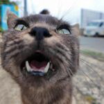 猫島に到着するとすぐにたくさんの猫たちが集まってきた! - 肉球ドットコム(299.com)