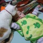 赤ちゃんへのスリスリ攻撃が激しすぎる猫 - 肉球ドットコム(299.com)