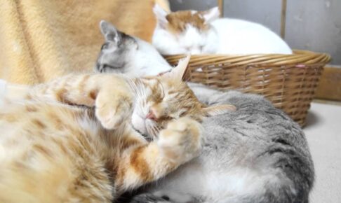 もふもふなお腹の猫クッションで爆睡する茶トラ - 肉球ドットコム(299.com)