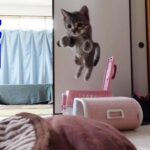 ダイブ大好きな子猫 - 肉球ドットコム(299.com)