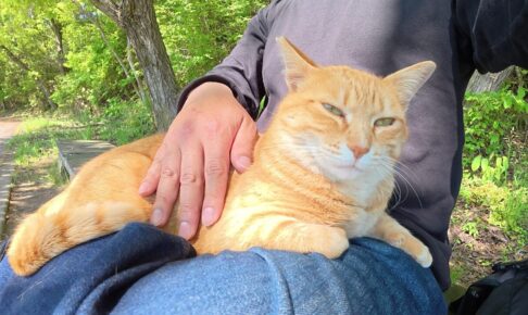 撫でてニャ~とすり寄ってくる野良猫 - 肉球ドットコム(299.com)