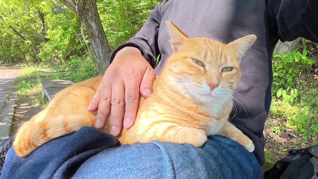 撫でてニャ~とすり寄ってくる野良猫 - 肉球ドットコム(299.com)