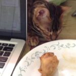 寝たふりな演技をしながら虎視眈々とチキンを狙うベンガル猫 - 肉球ドットコム(299.com)