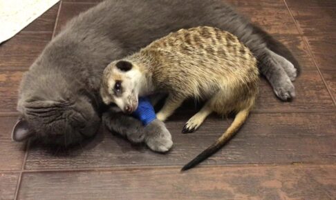 ロシアン猫にくっついてリラックスするミーアキャットがカワイイ! - 肉球ドットコム(299.com)