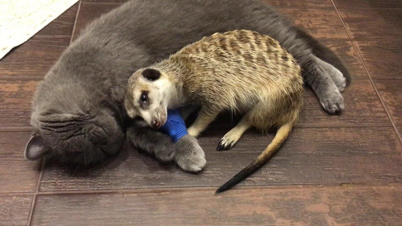 ロシアン猫にくっついてリラックスするミーアキャットがカワイイ! - 肉球ドットコム(299.com)