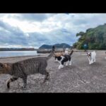 猫島で散歩をしていたら後ろに大量の猫がついてきた - 肉球ドットコム(299.com)