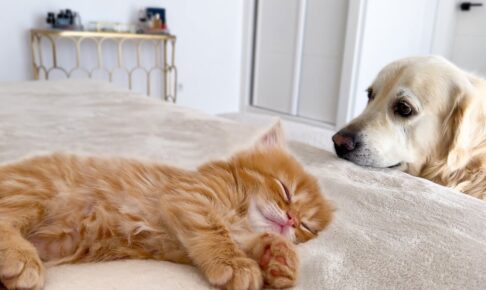 子猫に添い寝するゴールデンレトリバー - 肉球ドットコム(299.com)