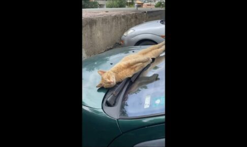 車のボンネットの上で伸びをして長〜い体でお昼寝する猫 - 肉球ドットコム(299.com)
