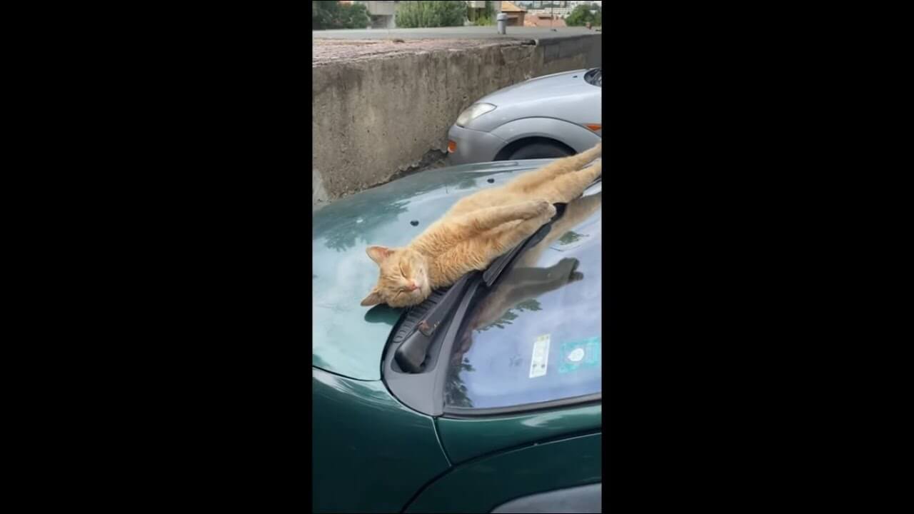 車のボンネットの上で伸びをして長〜い体でお昼寝する猫 - 肉球ドットコム(299.com)