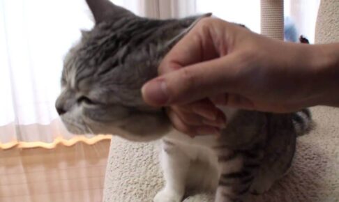 寝落ちするまえにたっぷり甘えたいニャンコ - 肉球ドットコム(299.com)