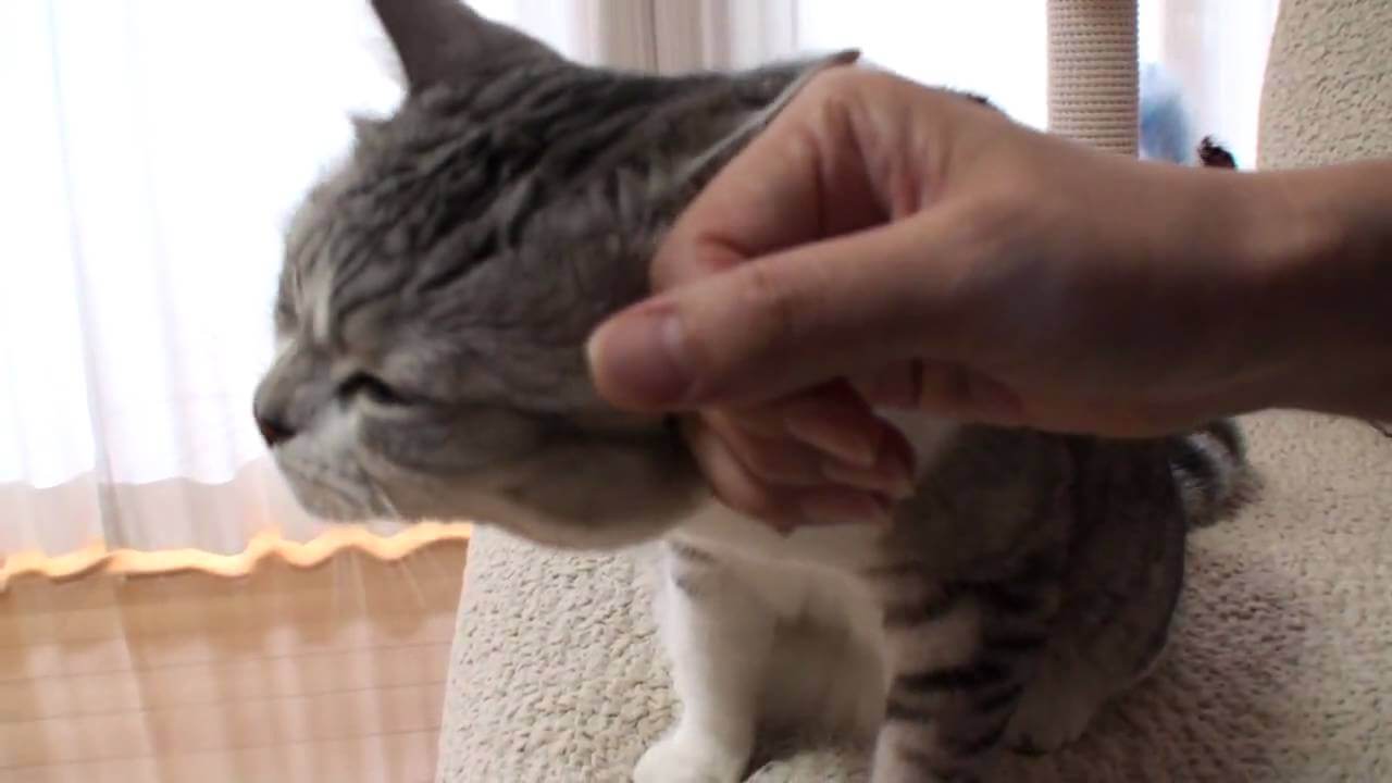 寝落ちするまえにたっぷり甘えたいニャンコ - 肉球ドットコム(299.com)