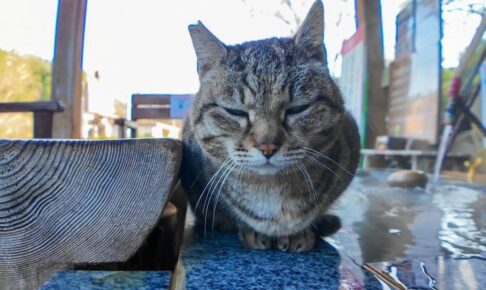 足湯に入りながらキジトラ猫さんをモフる至福の時間 - 肉球ドットコム(299.com)