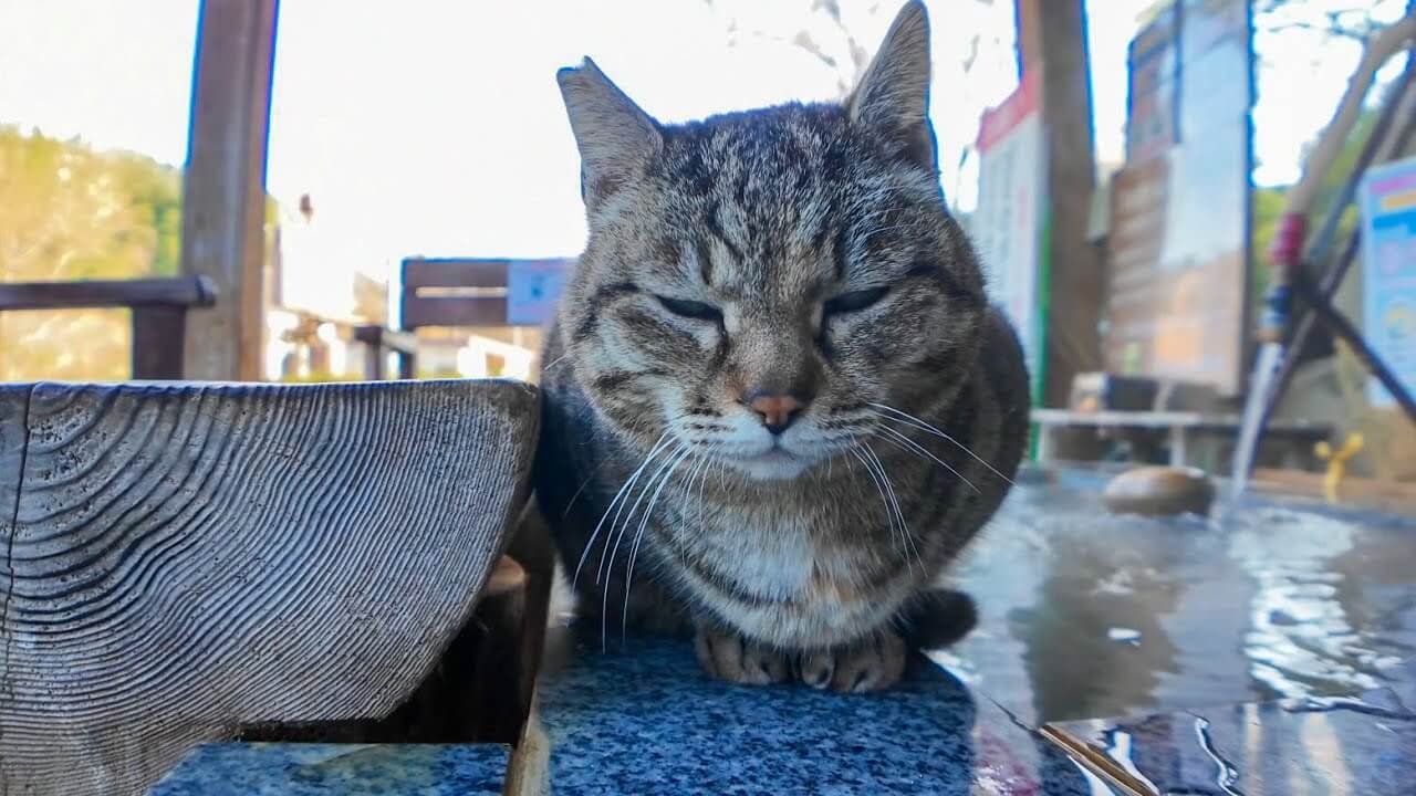 足湯に入りながらキジトラ猫さんをモフる至福の時間 - 肉球ドットコム(299.com)