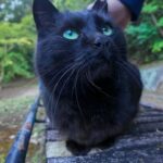 山奥で出会った黒猫さんにたくさん癒されました - 肉球ドットコム(299.com)