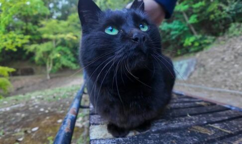 山奥で出会った黒猫さんにたくさん癒されました - 肉球ドットコム(299.com)