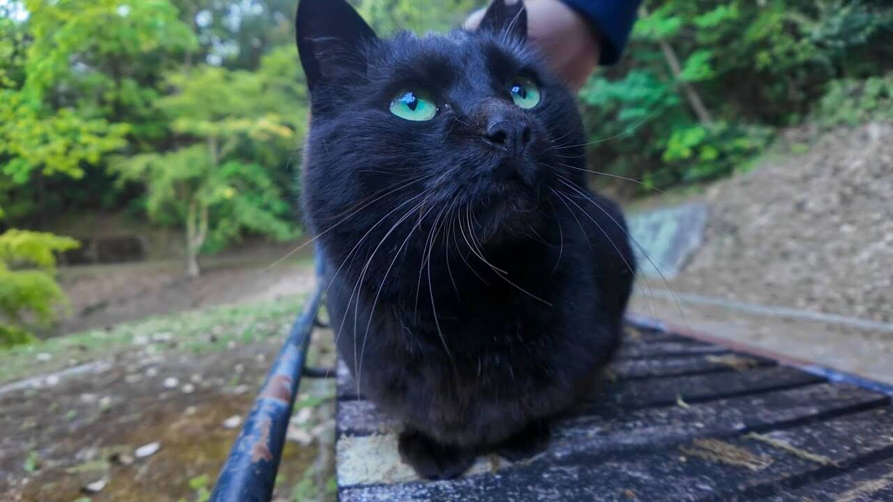山奥で出会った黒猫さんにたくさん癒されました - 肉球ドットコム(299.com)