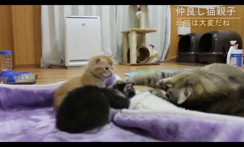 子猫達をいつくしむ母猫 - 肉球ドットコム(299.com)