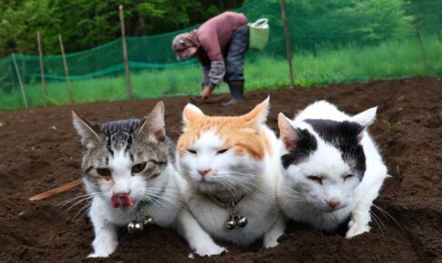 農作業をしていると体によじ登ってくる猫が可愛すぎる動画 - 肉球ドットコム(299.com)