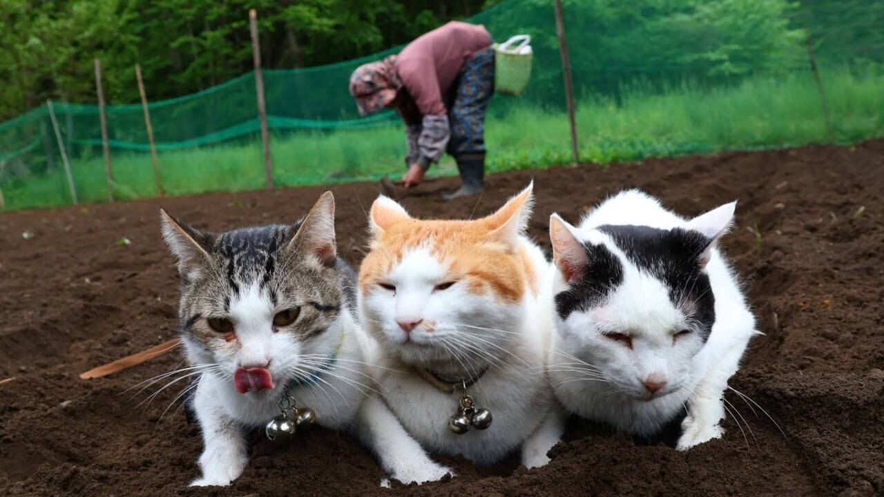 農作業をしていると体によじ登ってくる猫が可愛すぎる動画 - 肉球ドットコム(299.com)