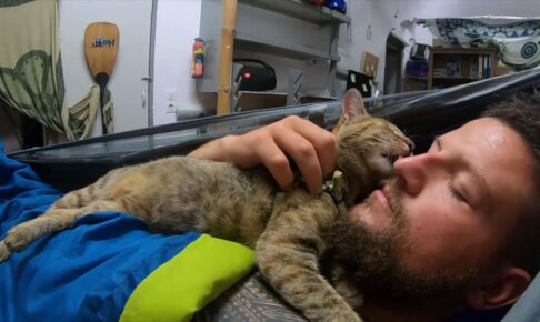 ハンモックで添い寝してくれる猫の動画 - 肉球ドットコム(299.com)