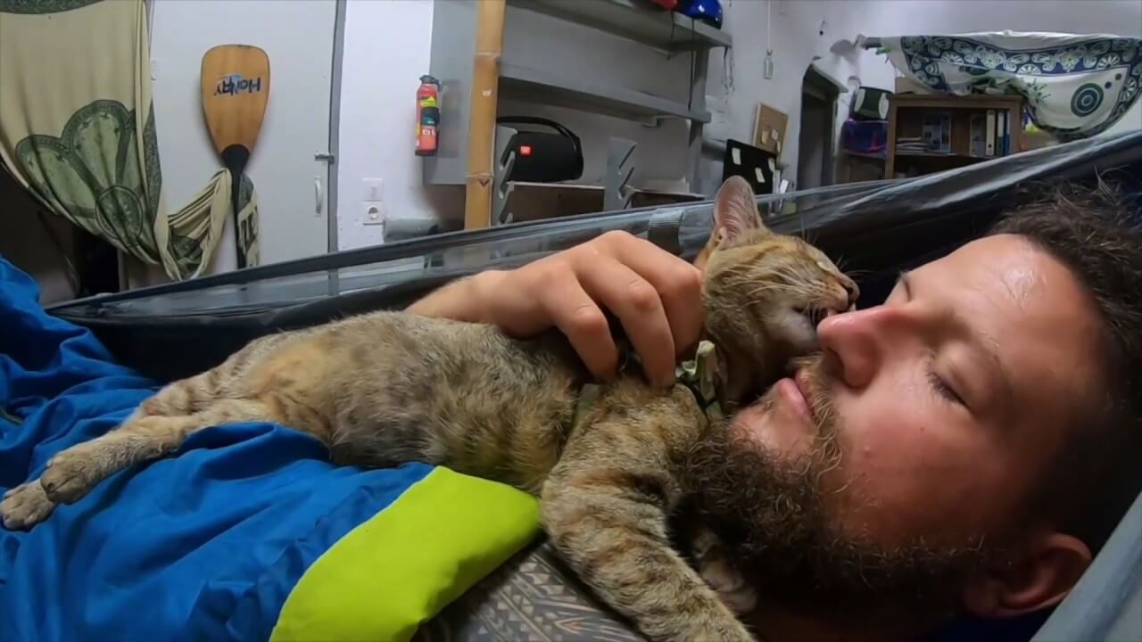 ハンモックで添い寝してくれる猫の動画 - 肉球ドットコム(299.com)