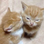 相手の子猫に顔をうずめて寝落ちする子猫が激カワ! - 肉球ドットコム(299.com)