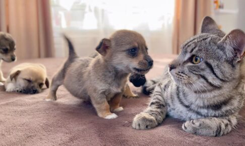 KYな子犬に先住猫も最後には根負けしました - 肉球ドットコム(299.com)